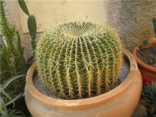 Echinocactus grusoni